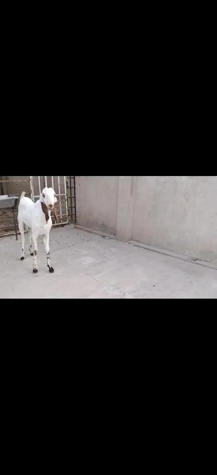 male bakra — photo 3