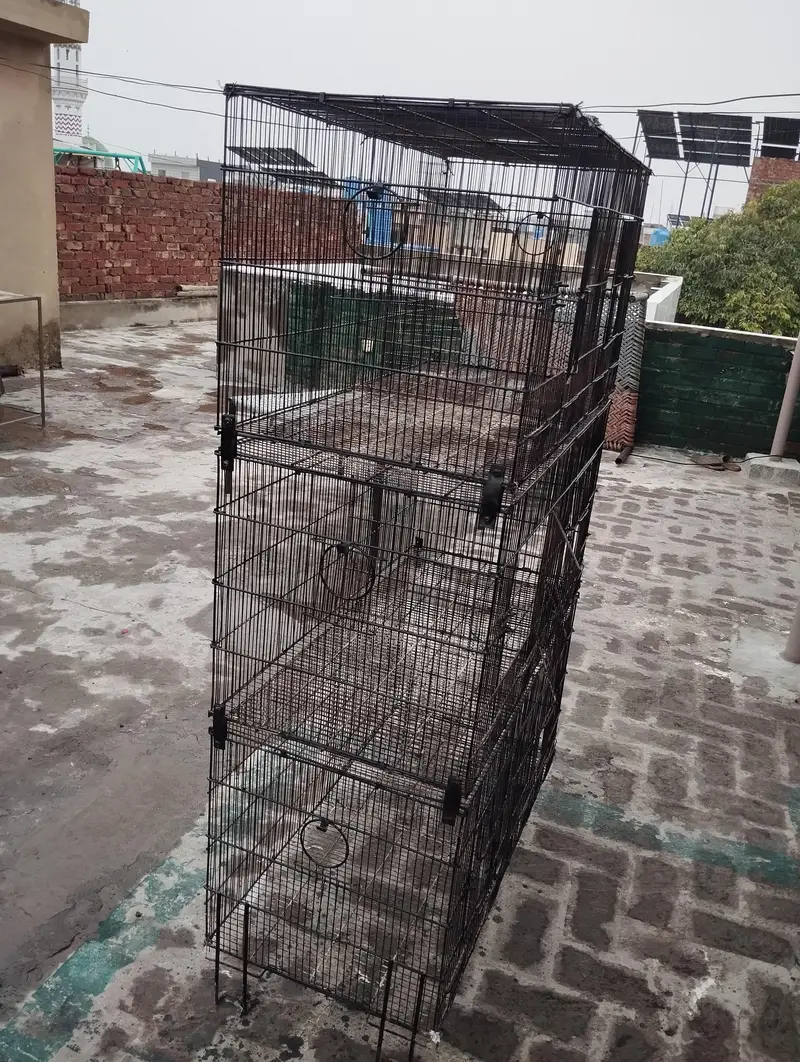 cage birds — photo 2
