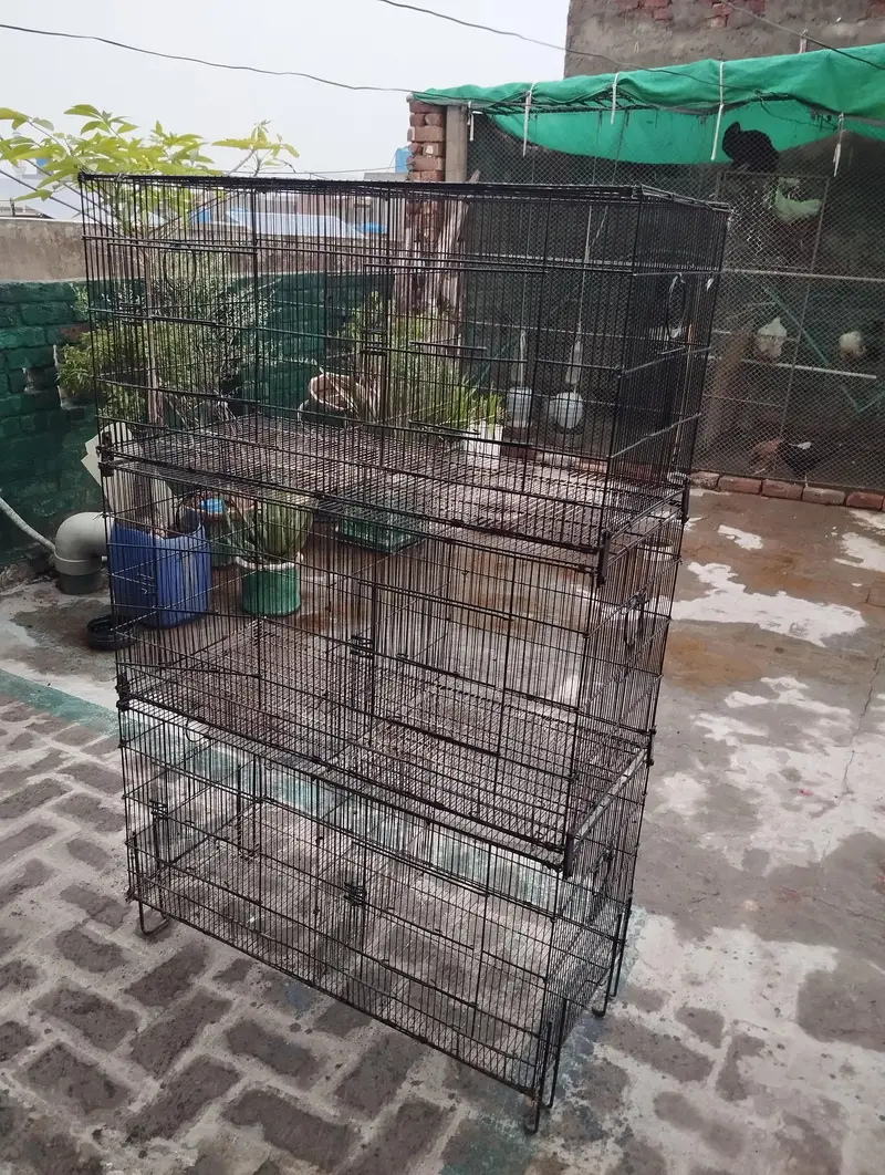 cage birds — photo 3