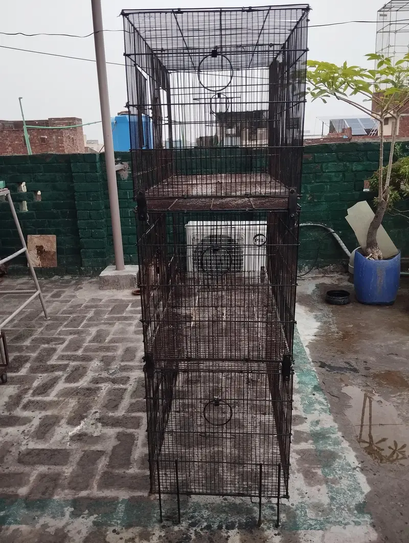 cage birds — photo 4