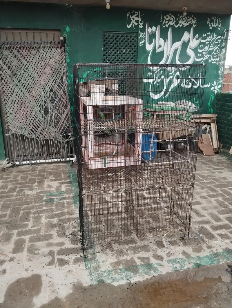 cage birds — photo 5