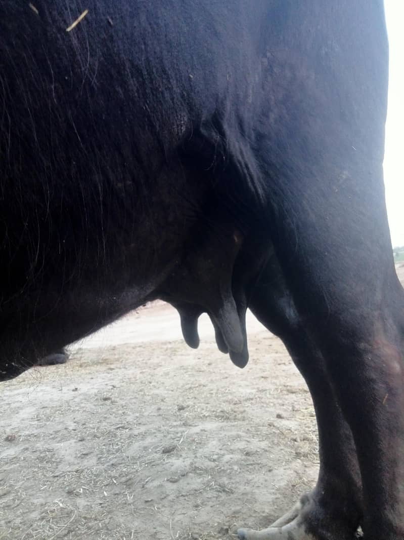 Buffalo 4