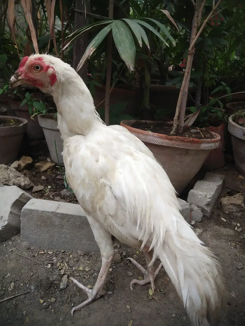 Aseel Heera patha 6 months old — photo 2