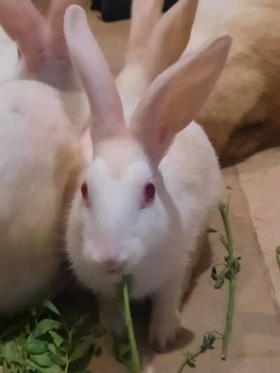 Rabbits for sell