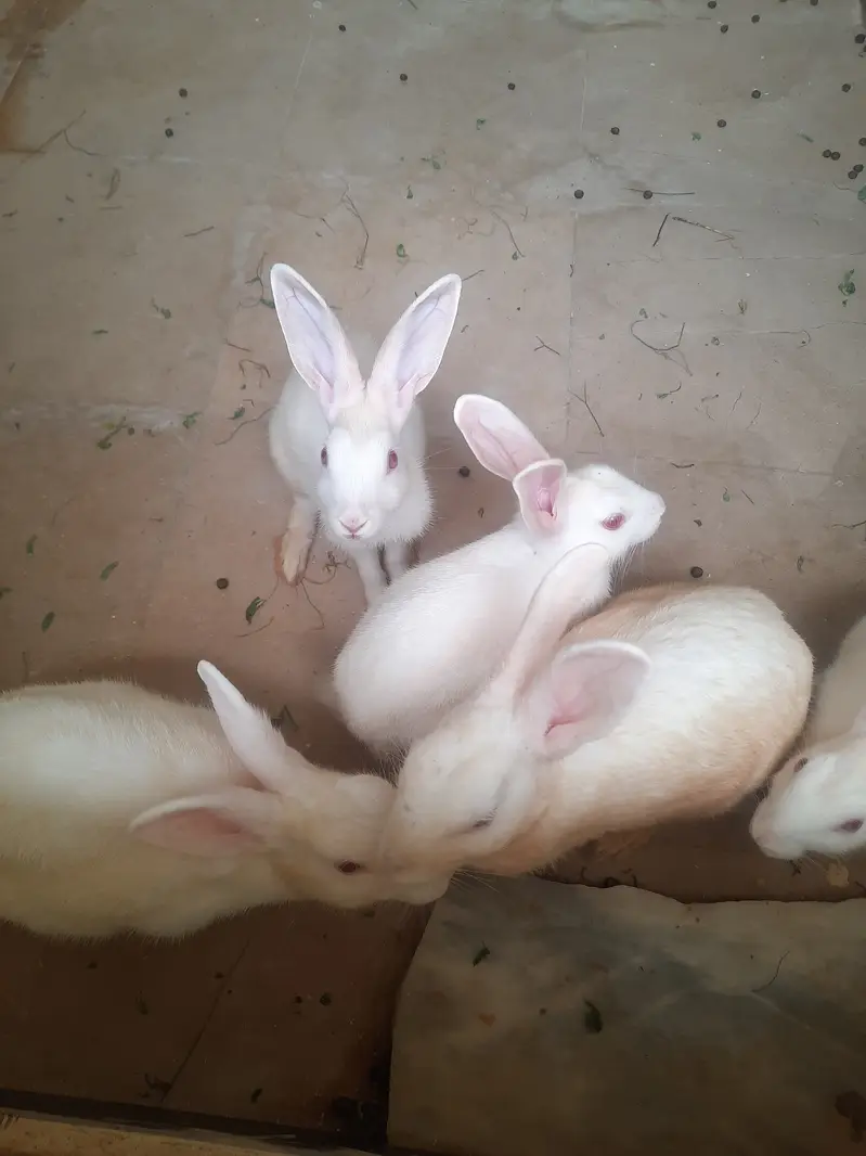 Rabbits for sell — photo 2