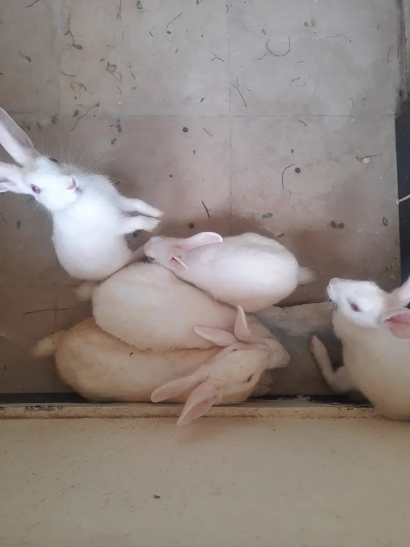 Rabbits for sell — photo 3