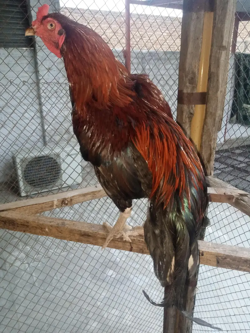 Pure Desi Aseel Murgha — photo 7