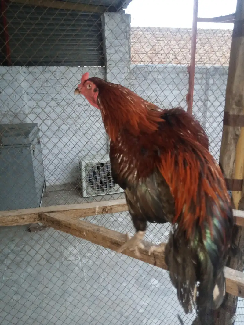 Pure Desi Aseel Murgha — photo 9