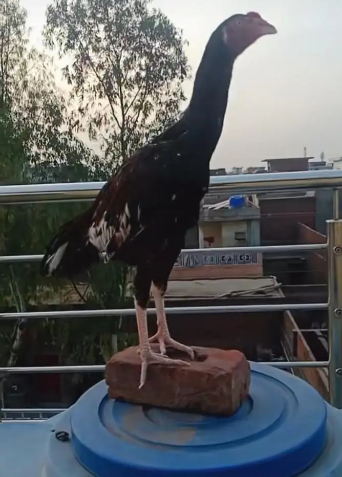 Aseel patha mianwali cross top quality Insh a Allah good results — photo 2