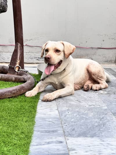 Labrabor for Sale