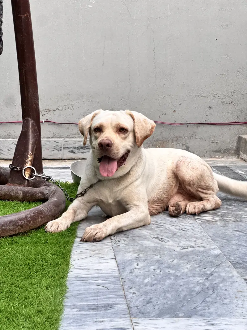 Labrabor for Sale — photo 2