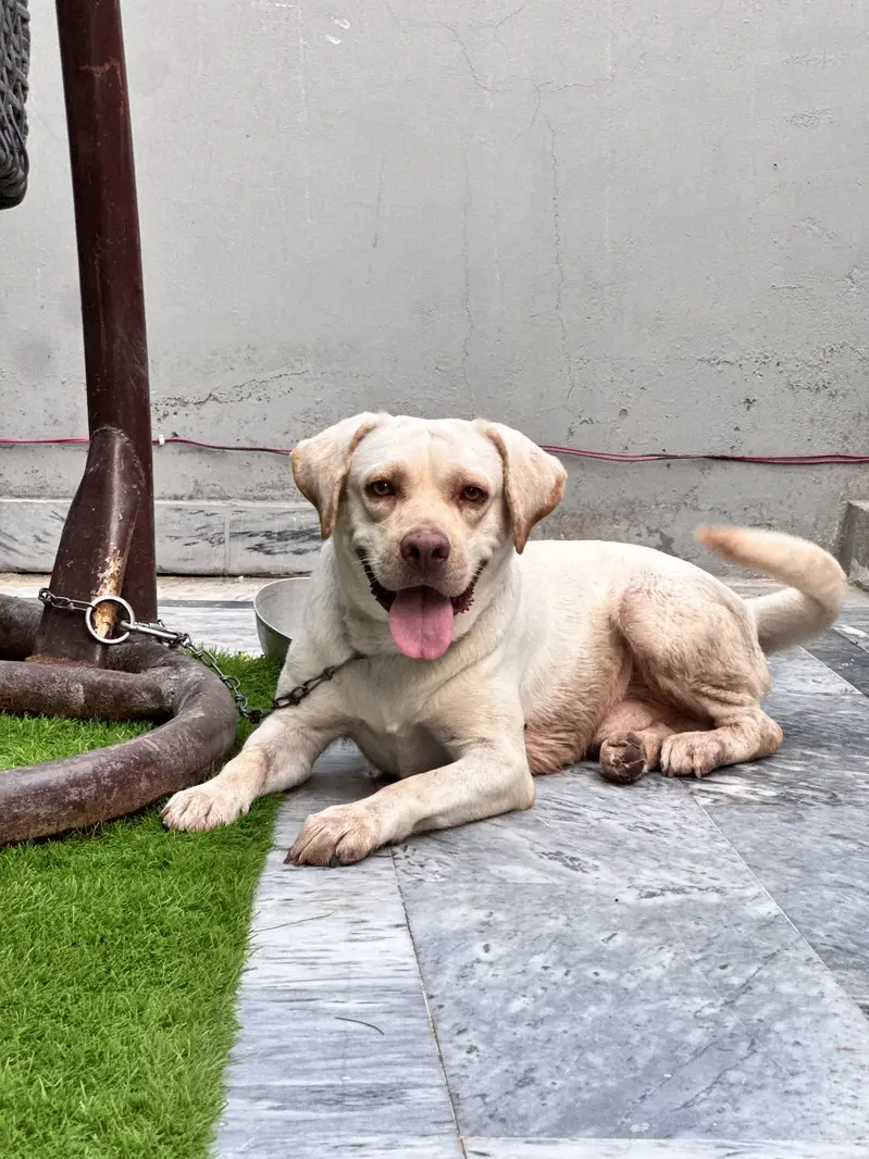 Labrabor for Sale — photo 3