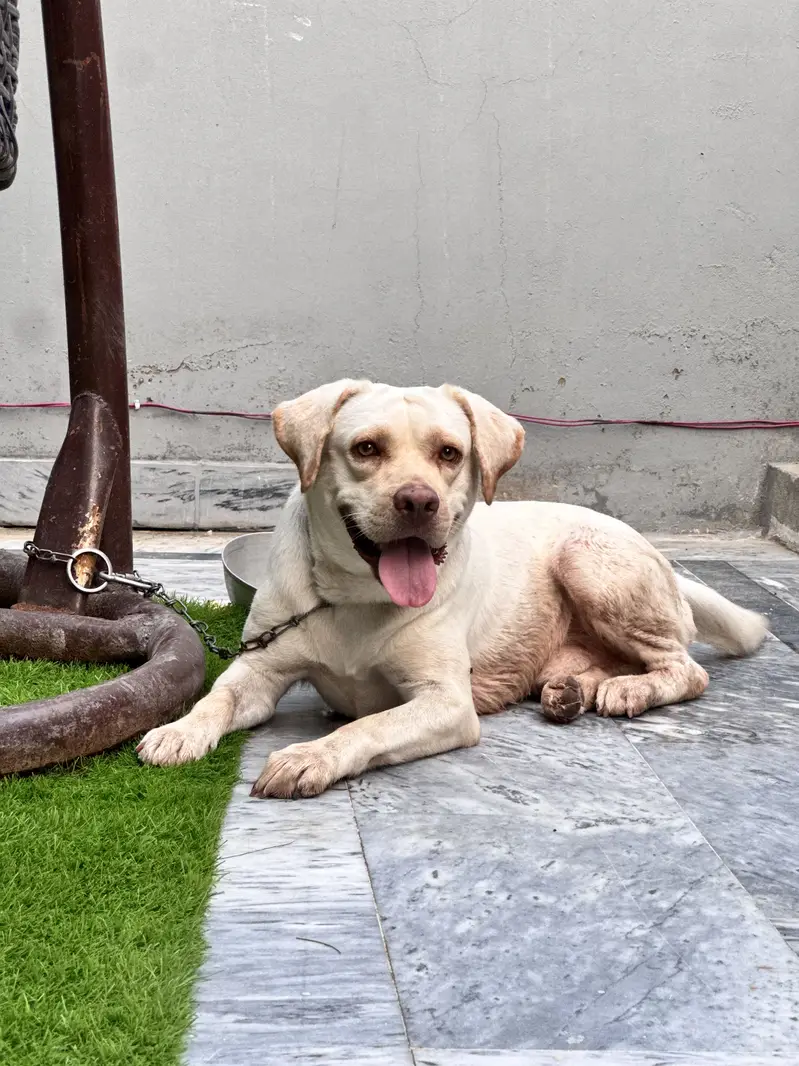 Labrabor for Sale — photo 4
