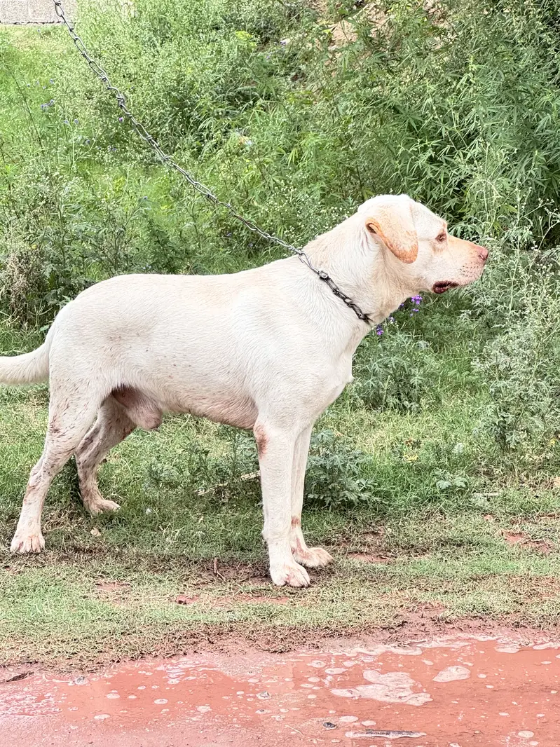 Labrabor for Sale — photo 5