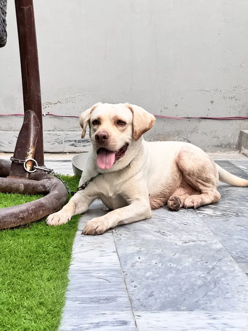Labrabor for Sale — photo 6