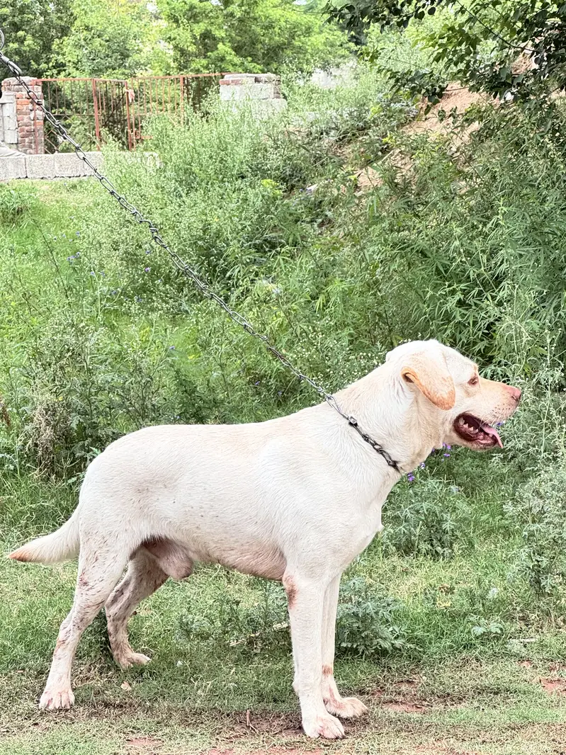 Labrabor for Sale — photo 7