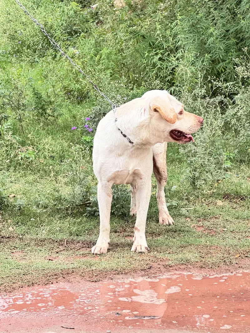 Labrabor for Sale — photo 8