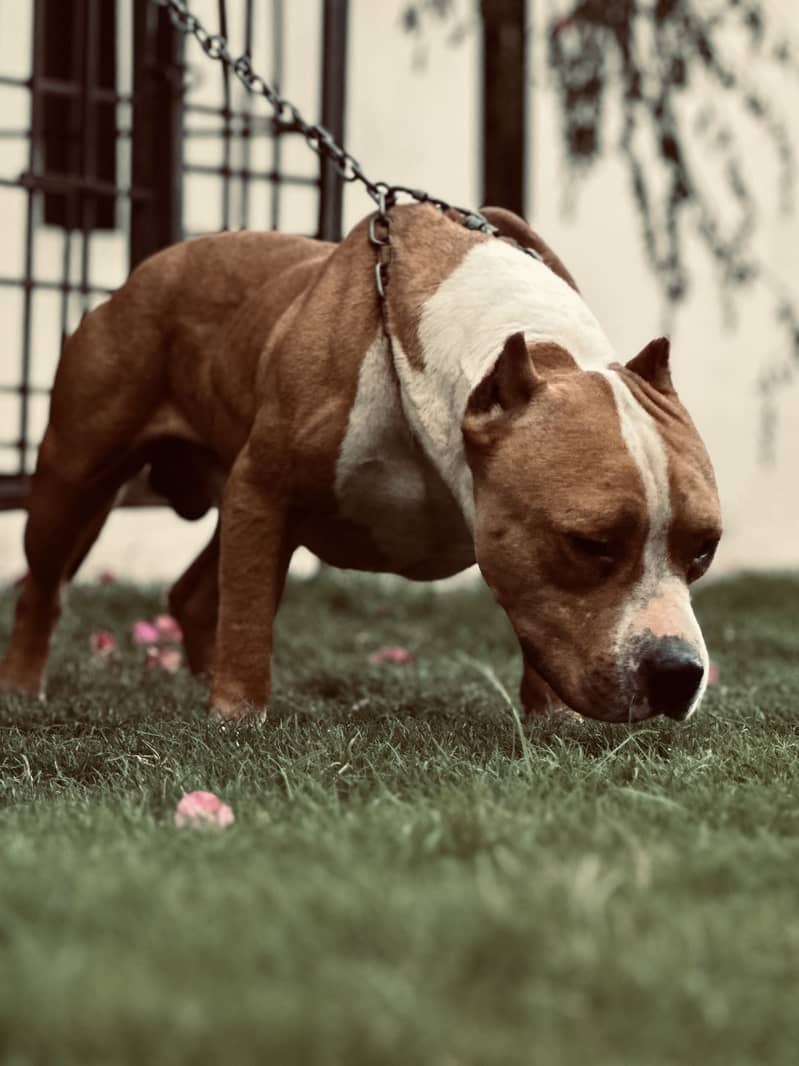 American bully 0