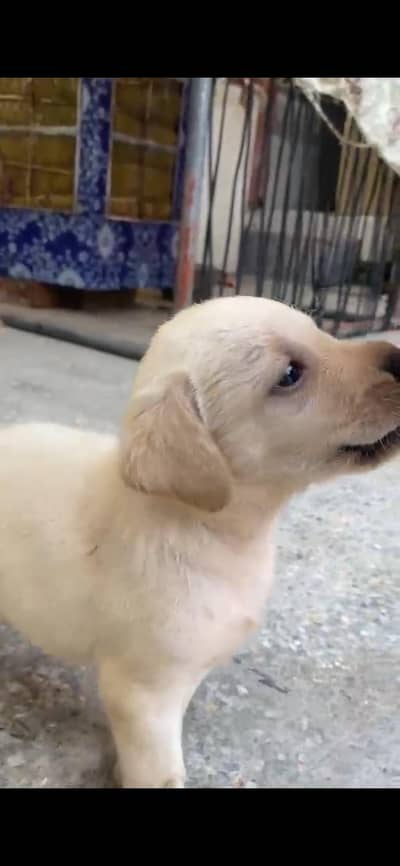 Labrador Puppies