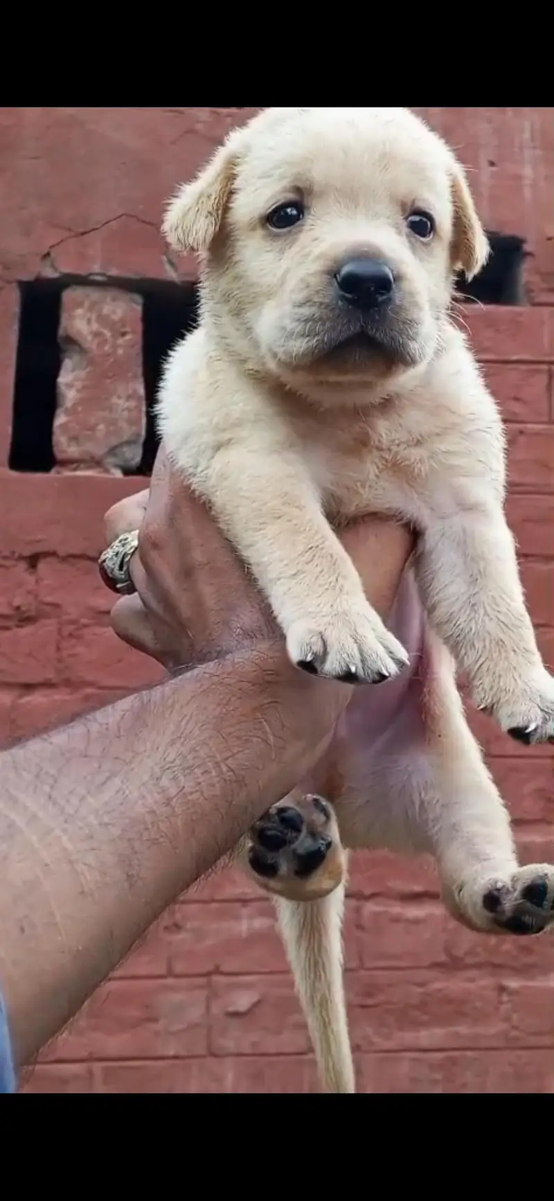 Labrador Puppies — photo 2