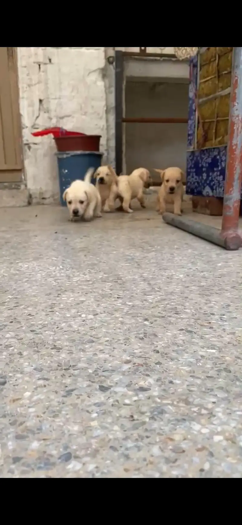 Labrador Puppies — photo 3