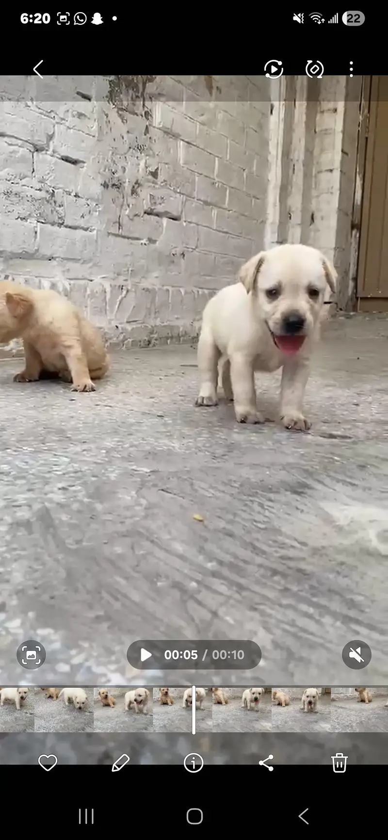 Labrador Puppies — photo 4