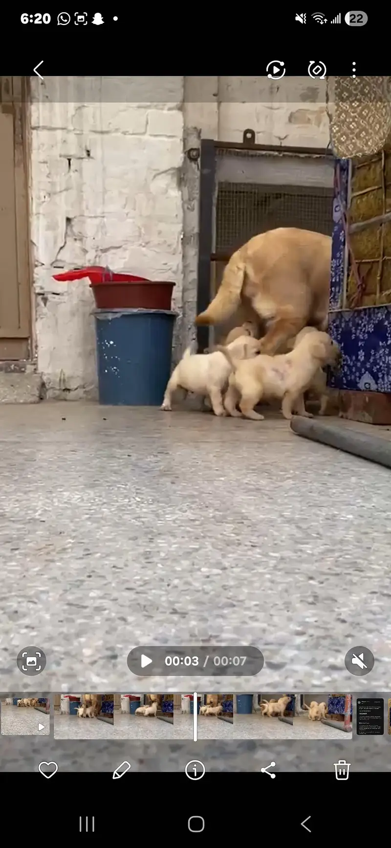 Labrador Puppies — photo 5