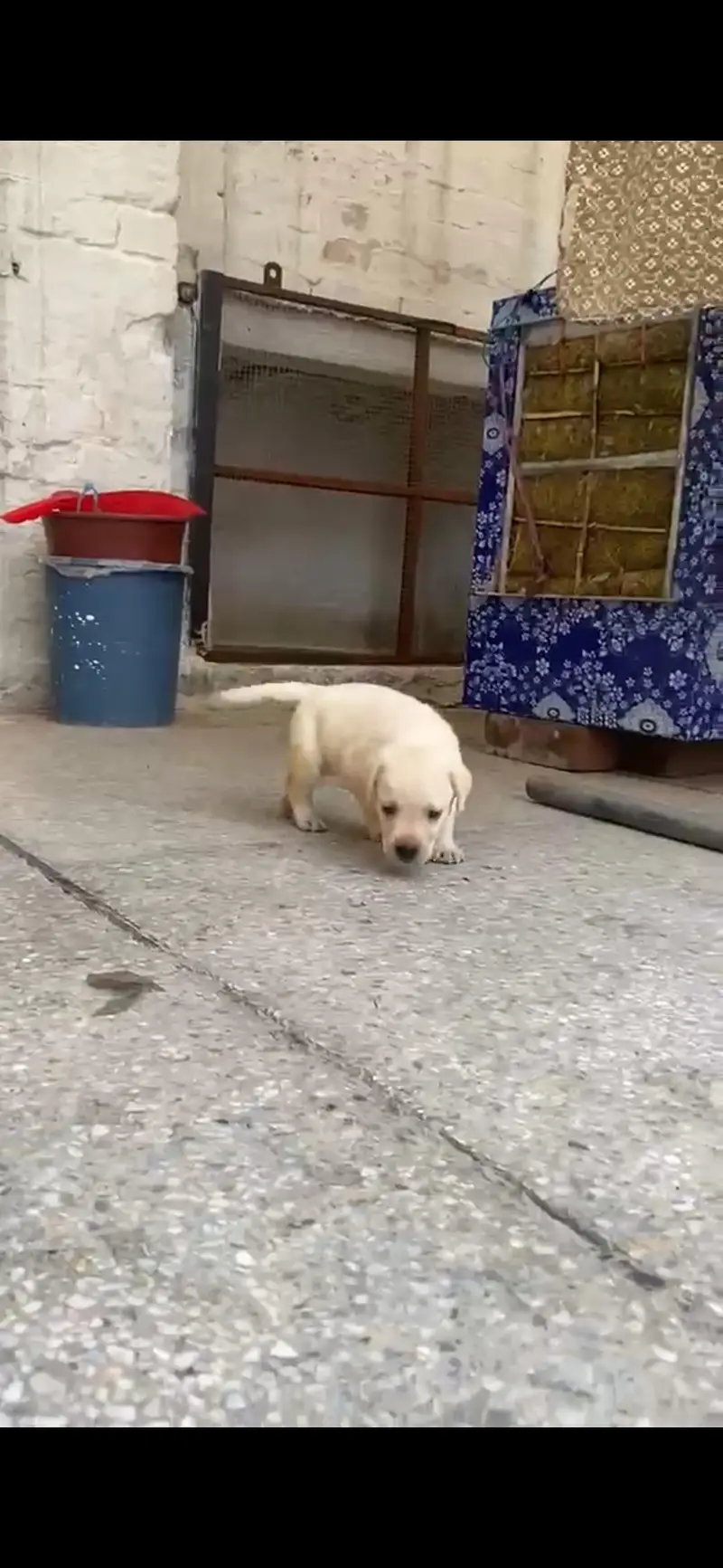 Labrador Puppies — photo 6