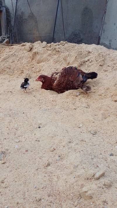 Murgi with 2 chicks