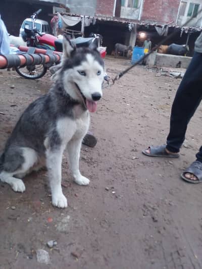 Huski