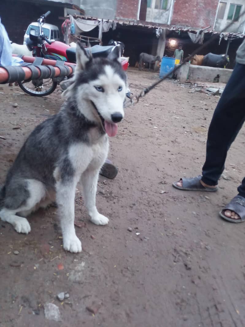 Huski 0