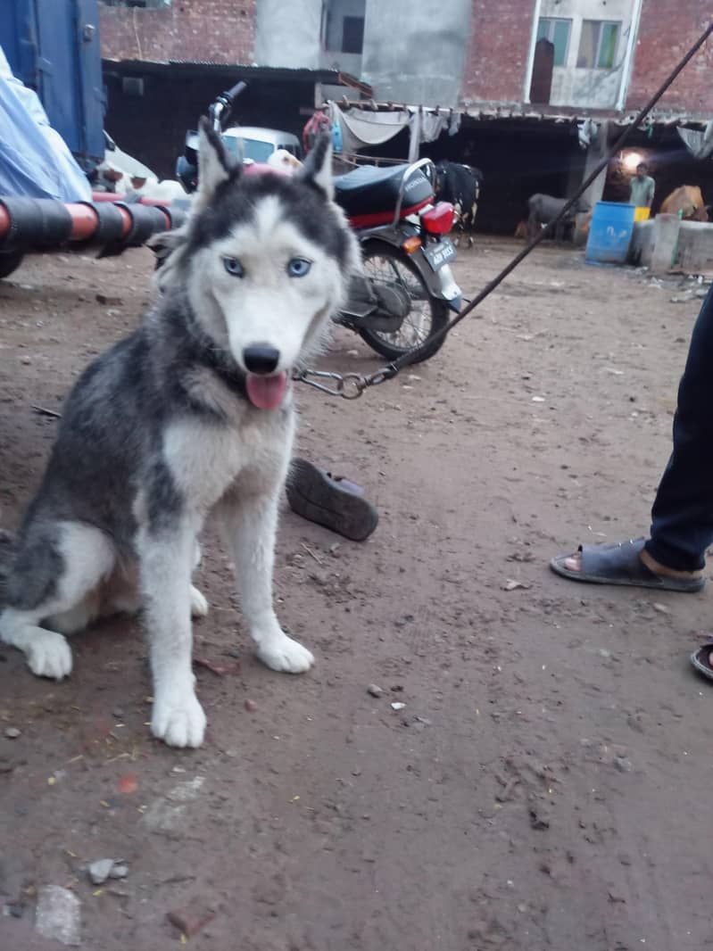 Huski 1