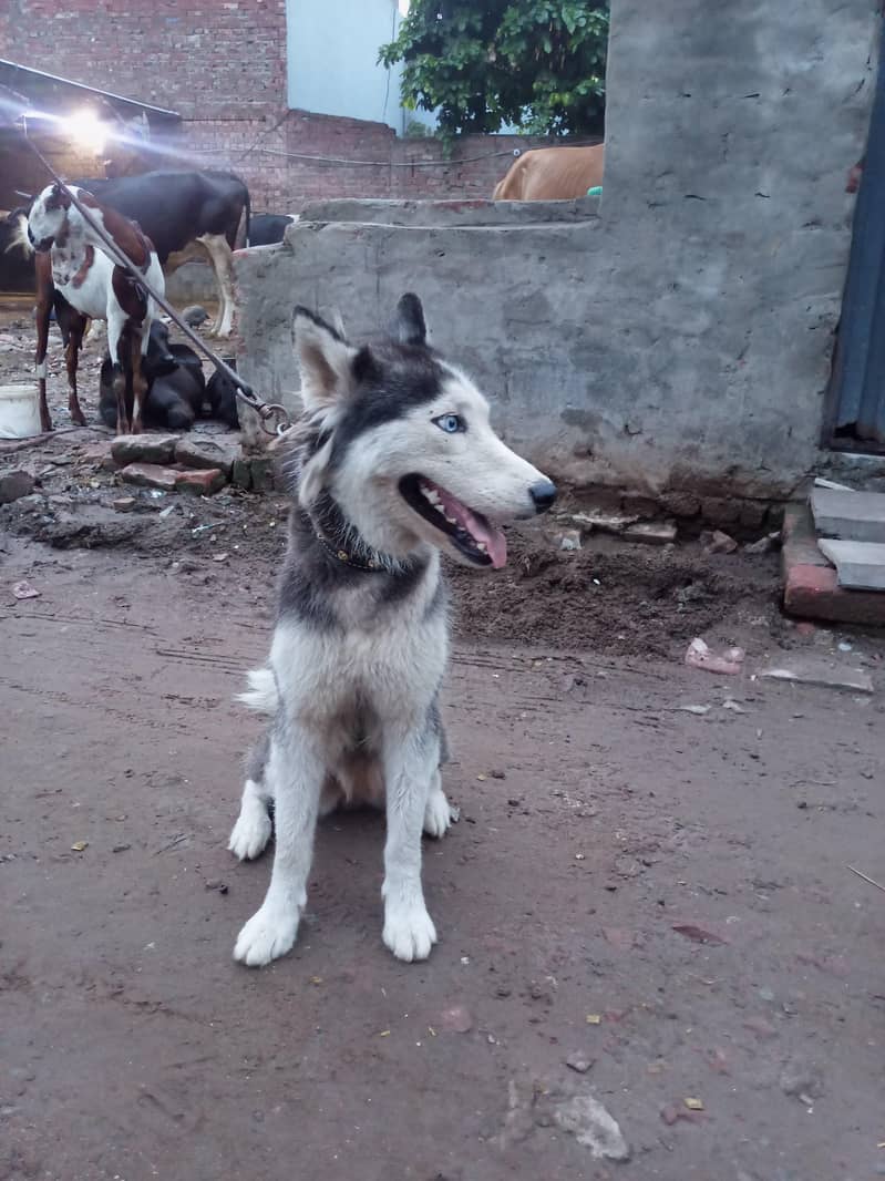 Huski 2