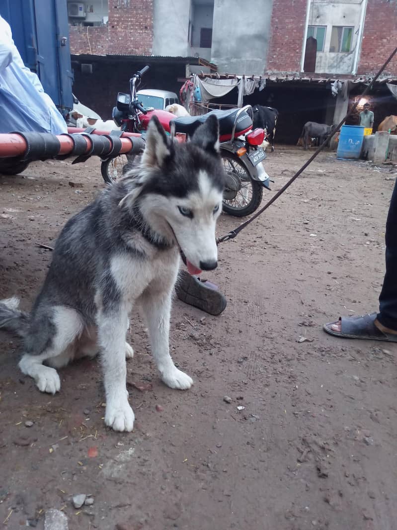 Huski 5