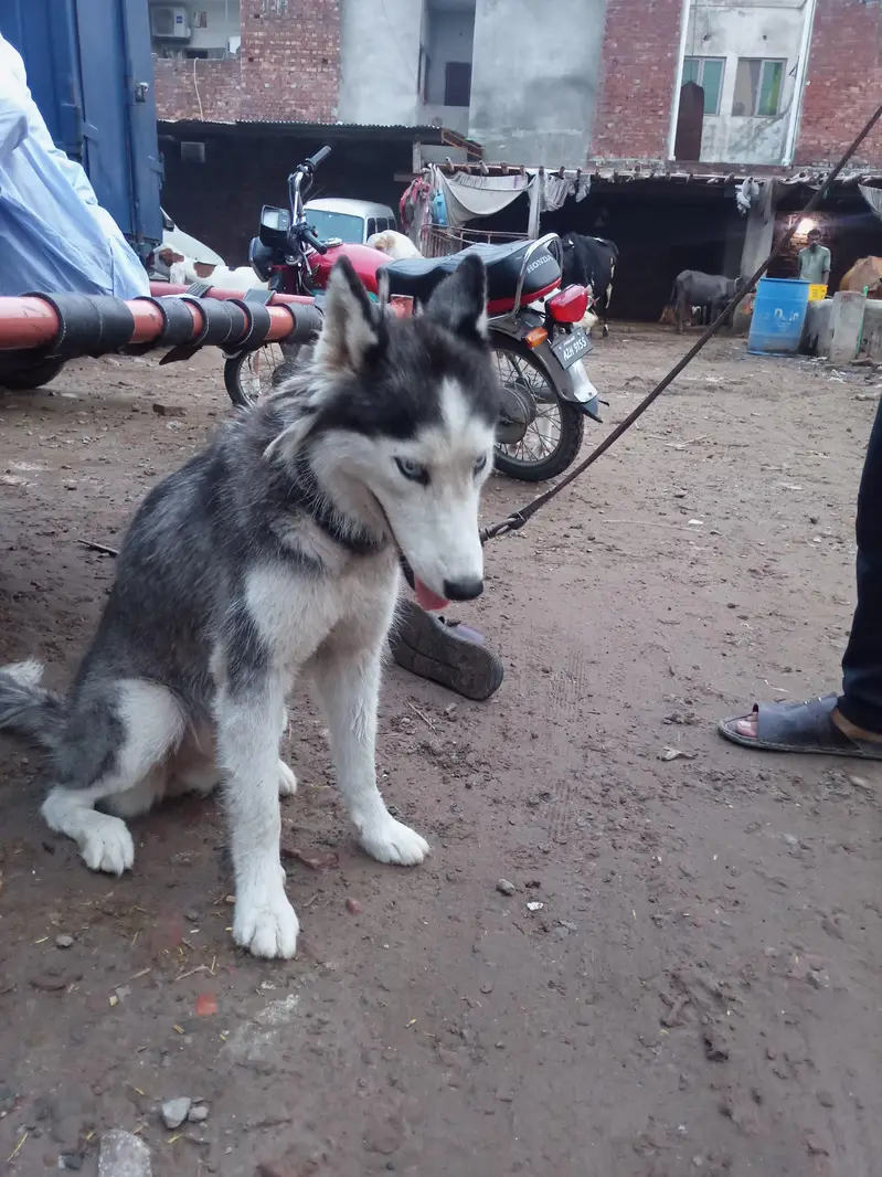 Huski — photo 6