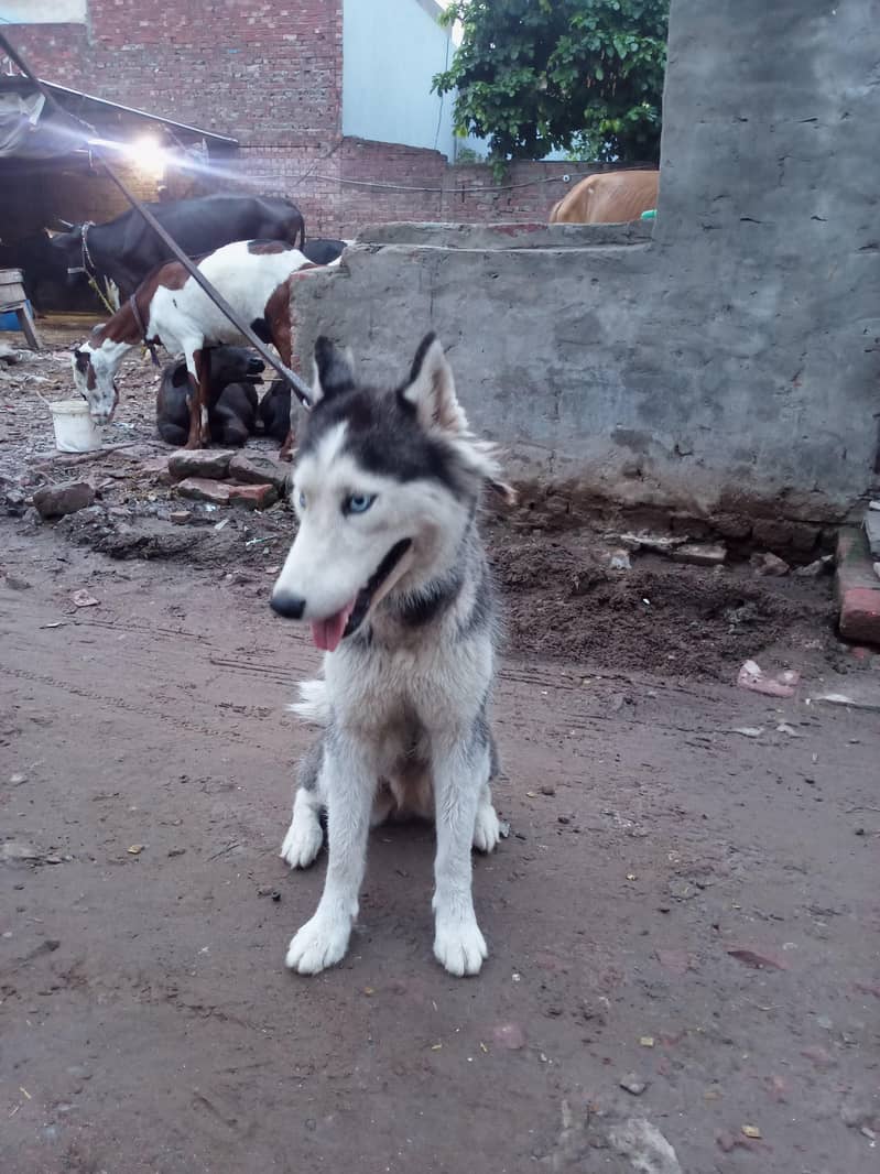 Huski 6