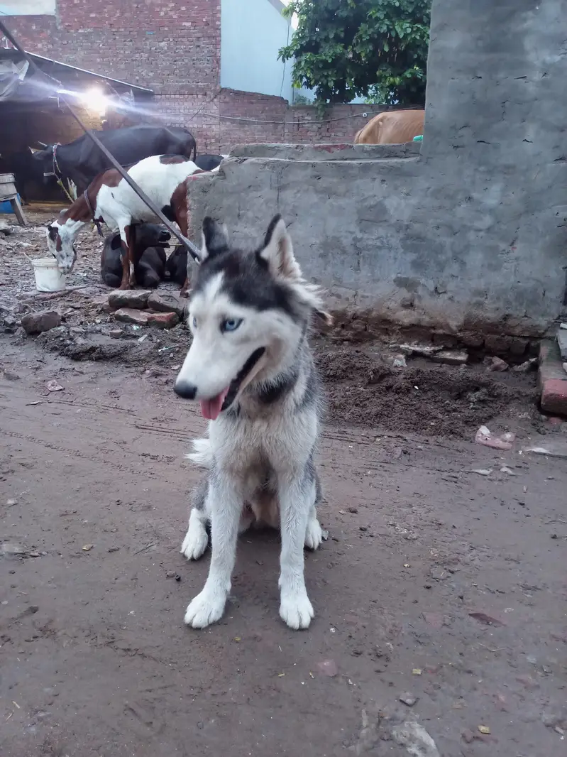 Huski — photo 7
