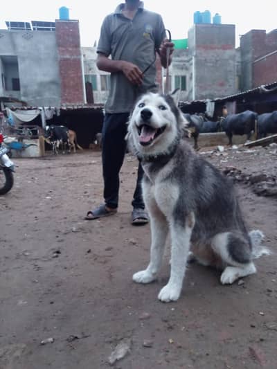 husky