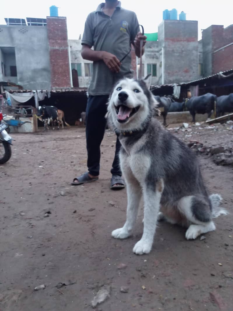husky 0