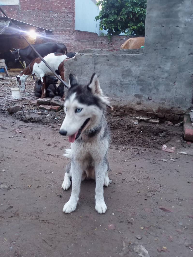 husky 1