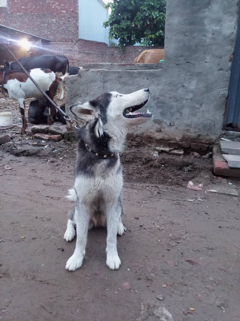 husky 2