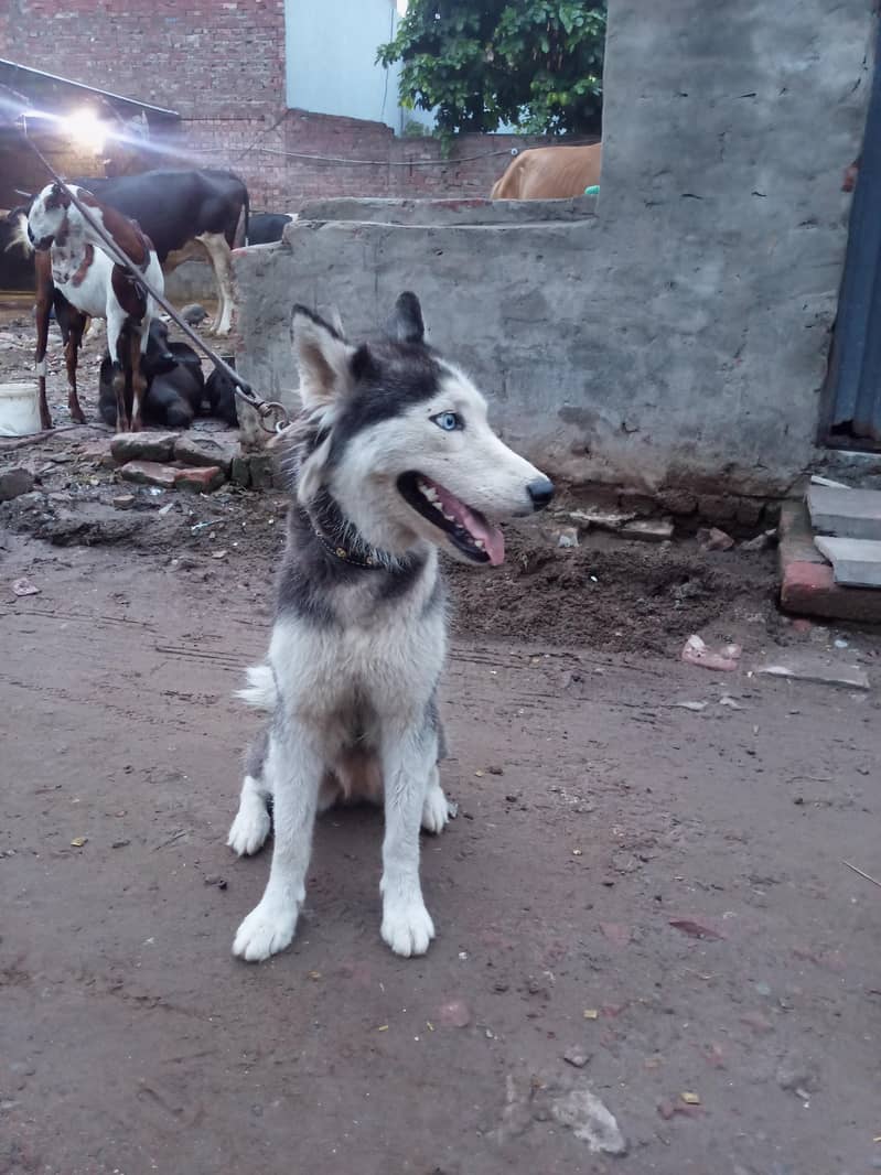 husky 3