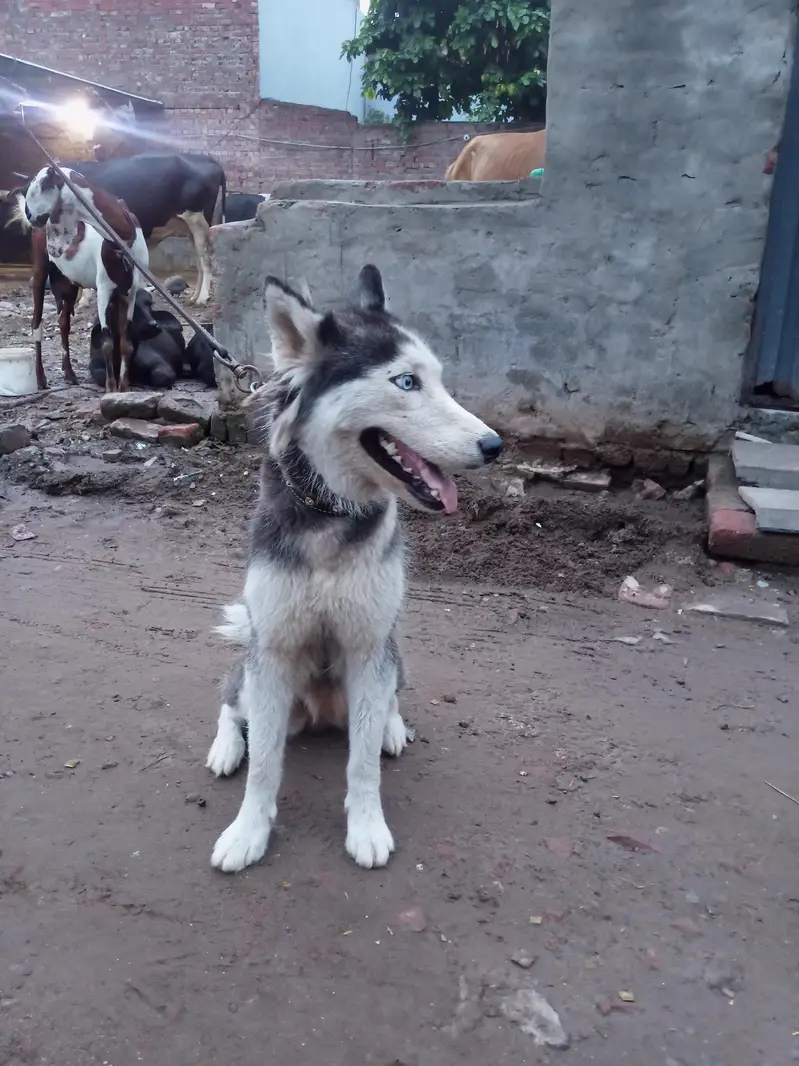 husky — photo 4
