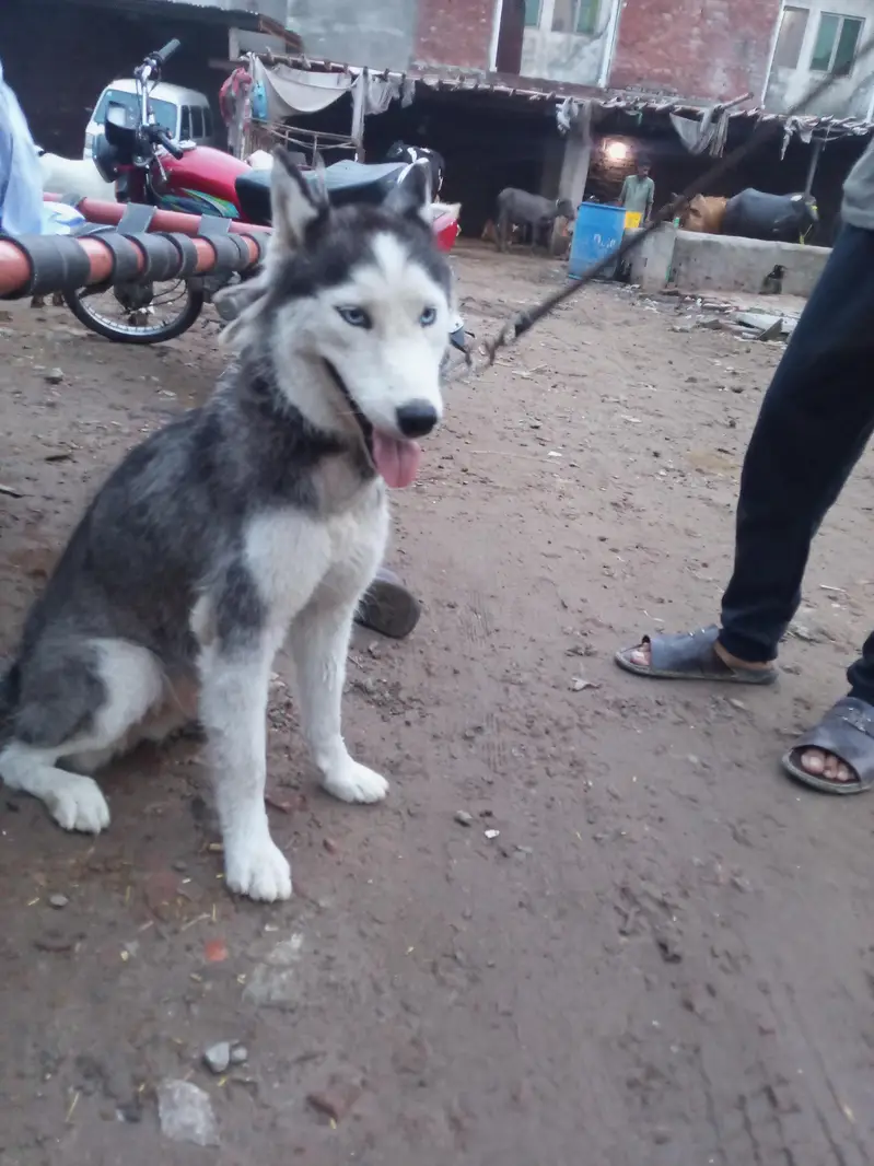 husky — photo 7