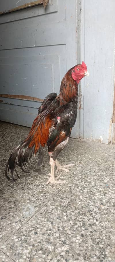 lakha for sale