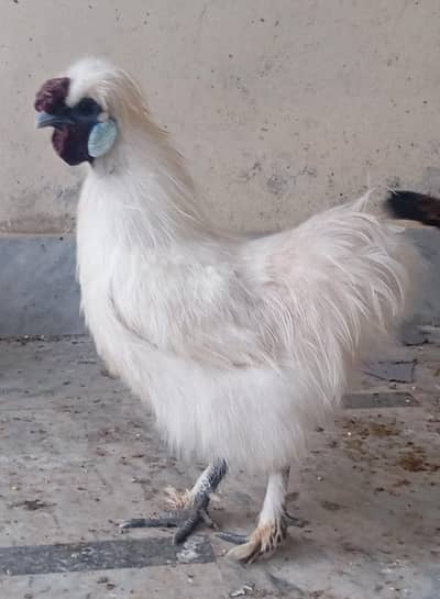 Silkie Male