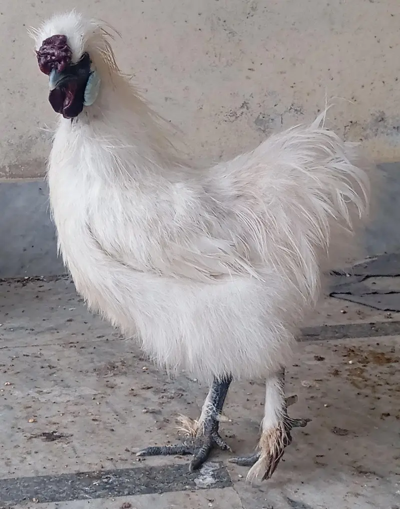 Silkie Male — photo 2