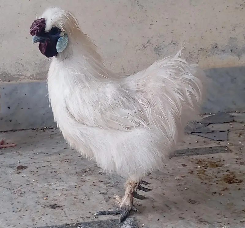 Silkie Male — photo 3