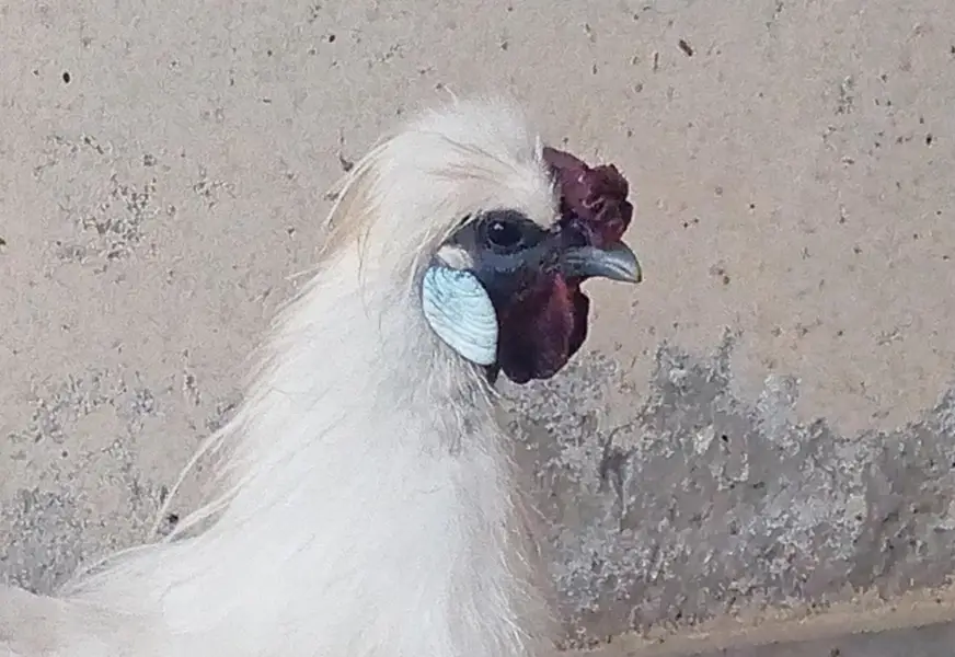 Silkie Male — photo 4