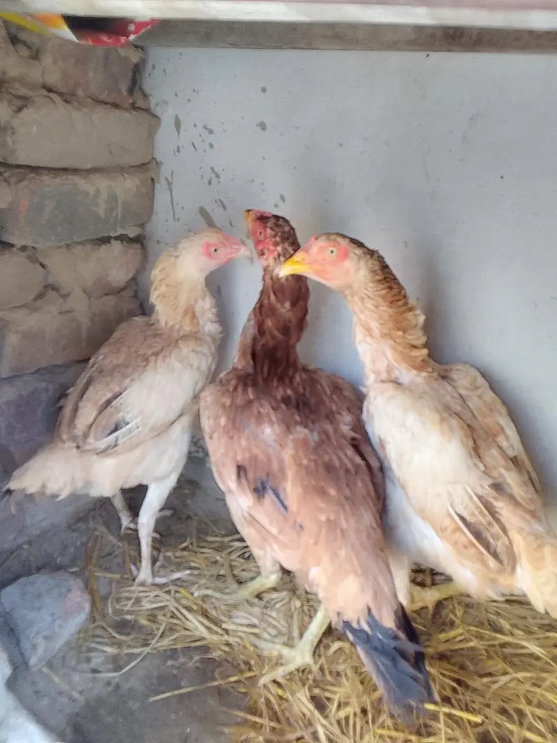 Aseel murgiyou or chick — photo 2